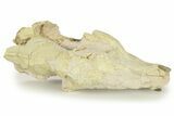 Fossil Oreodont (Merycoidodon) Partial Skull - South Dakota #269940-5